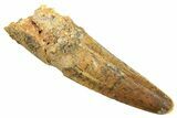 Fossil Spinosaurus Tooth - Real Dinosaur Tooth #297347-1